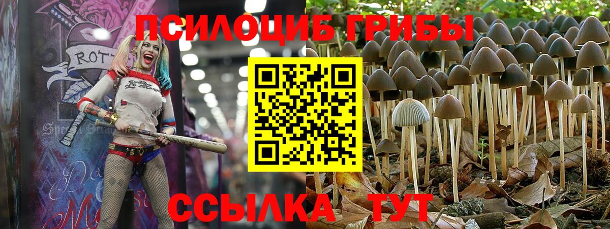 Псилоцибиновые грибы Psilocybe  Вход с VPN  Галлюциногенные грибы мицелий  Лыткарино 